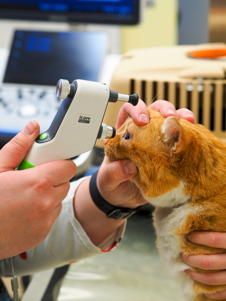 Augenuntersuchung Katze Augendruckmessung bei einer orange-weißen Katze