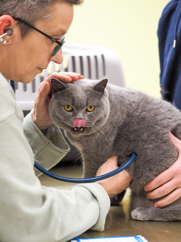 Graue Katze Untersuchung Tierarzt untersucht graue Katze mit Stethoskop.