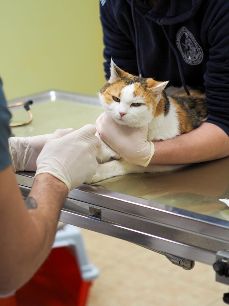 Katze auf Behandlungstisch Katze wird in der Tierarztpraxis medizinisch untersucht.