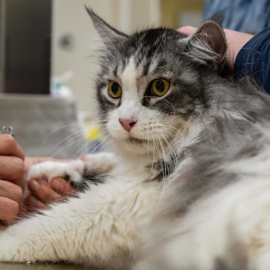 Graue Katze liegt entspannt auf einem Behandlungstisch.